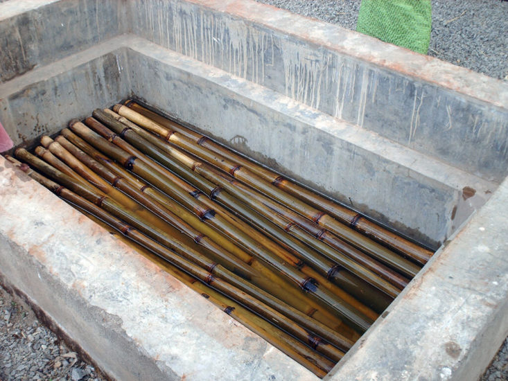 World Bamboo Congress / 2012ENG bambusa espinosa